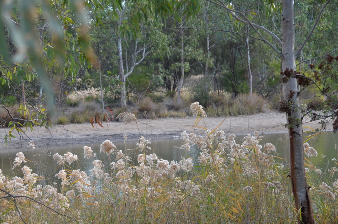 Urban Creek Rehabilitation Project - Reynella East College